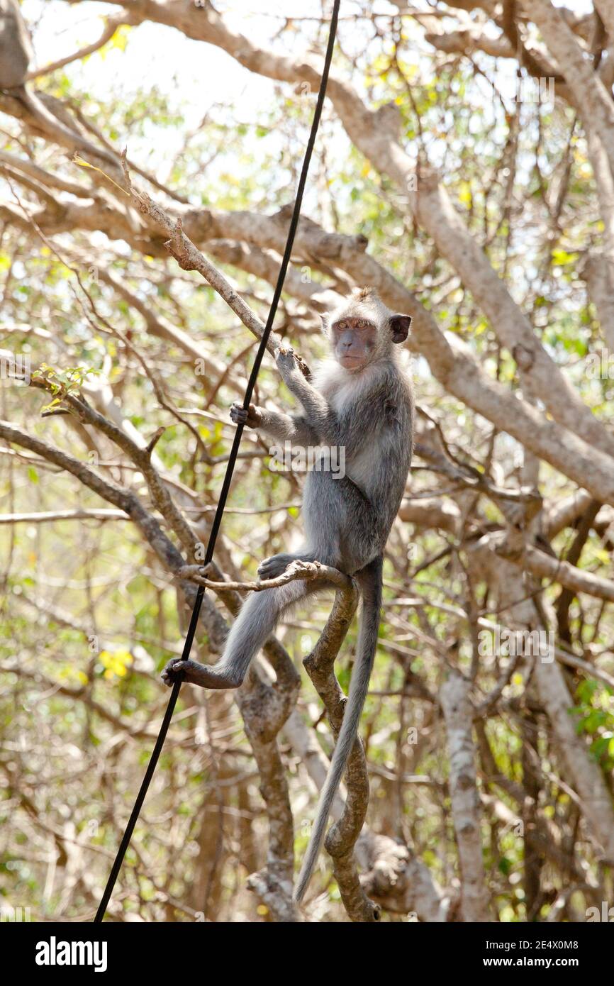 Un petit singe escalade les fils. Le singe vit dans les rues de Bali. Banque D'Images