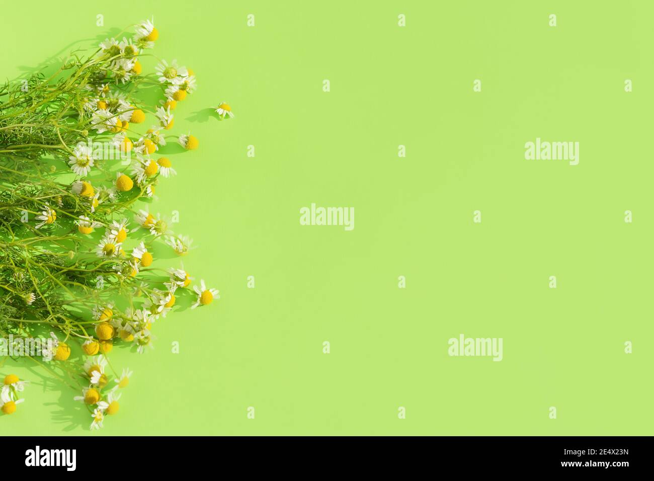 Bouquet de pâquerettes sur fond vert vue de dessus. Arrangement ensoleillé de fleurs d'été. Petites pâquerettes de champ, design pour l'homéopathie et les cosmétiques naturels. Banque D'Images
