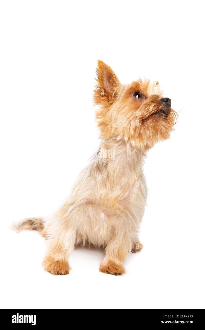 Chien terrier du Yorkshire devant un fond blanc Banque D'Images