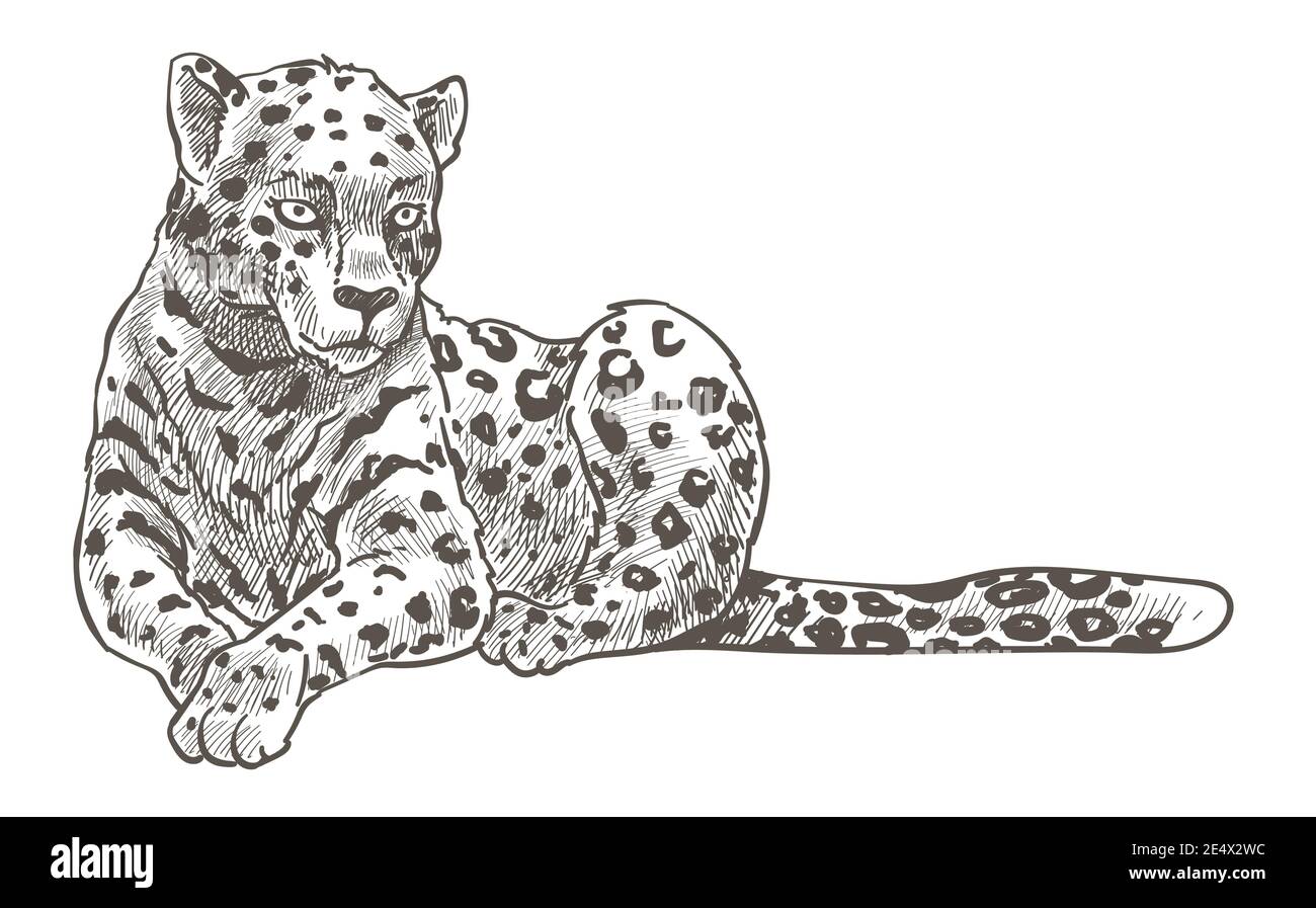Animal léopard reposant sur une esquisse monochrome au sol Illustration de Vecteur