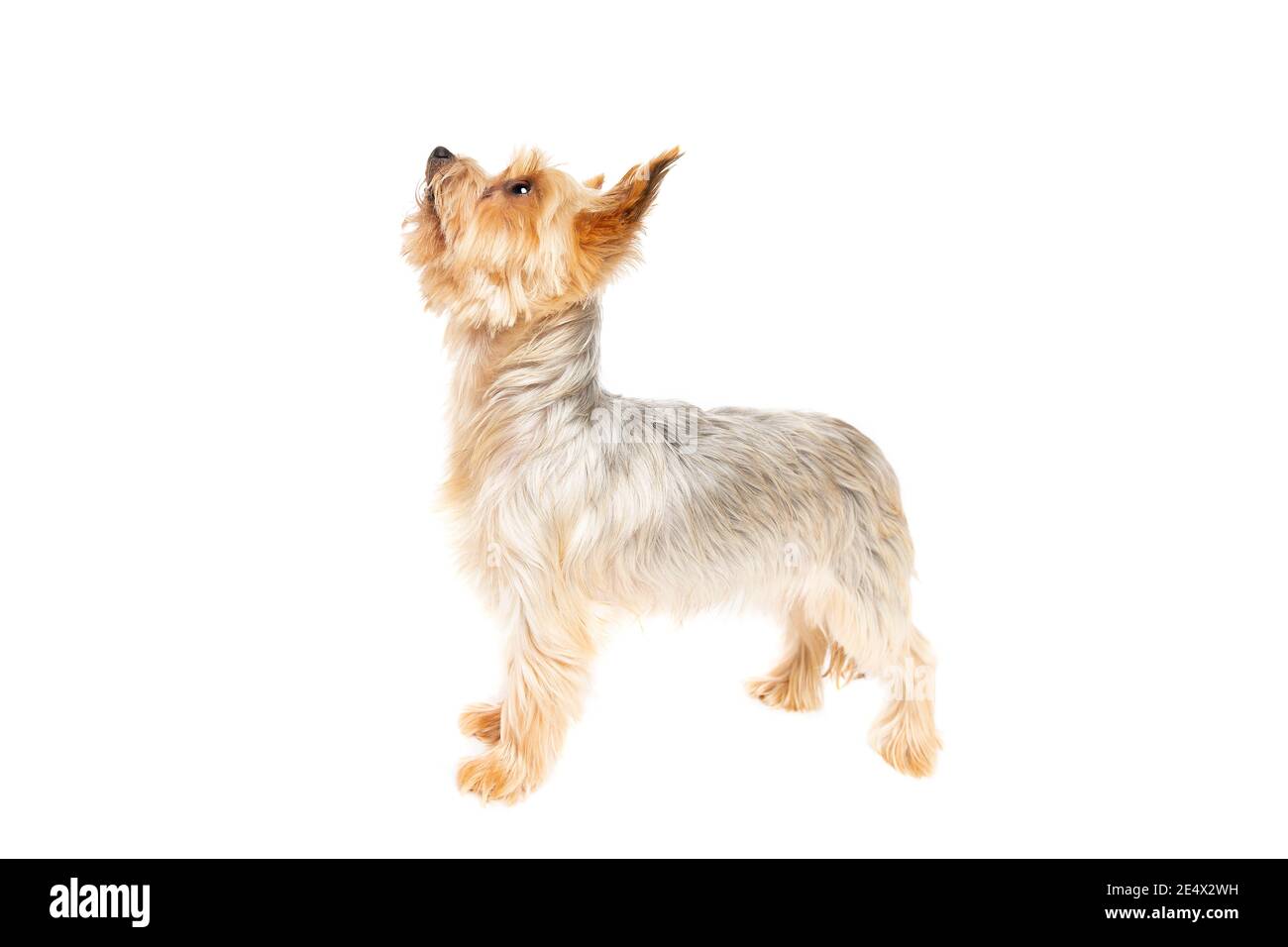 Chien terrier du Yorkshire devant un fond blanc Banque D'Images