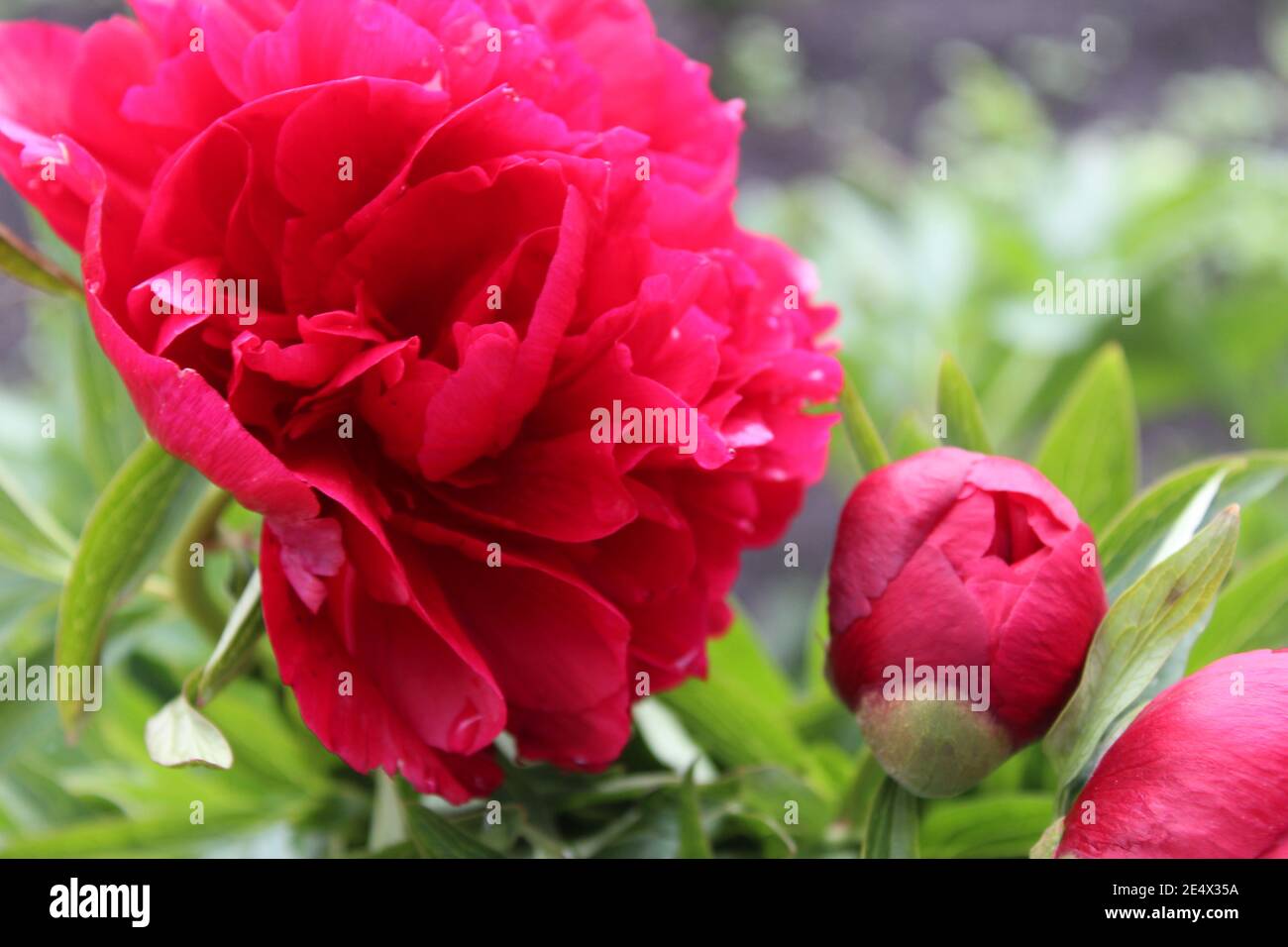 arrière-plan fleurs grand pivoine rouge sur le lit sont grand plan. Banque D'Images