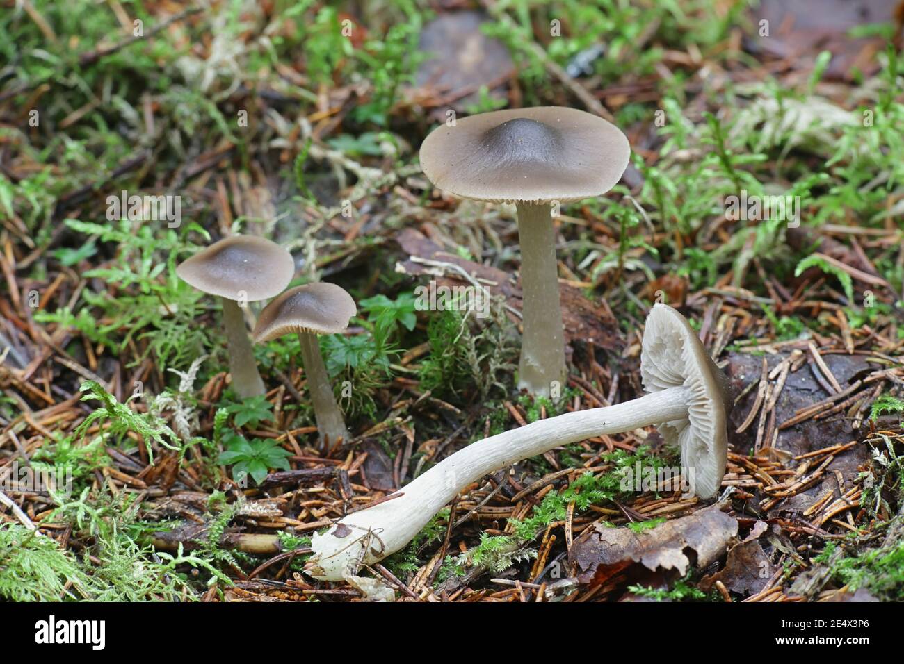 Entoloma turbidum, un champignon pinkgill de Finlande sans nom anglais commun Banque D'Images