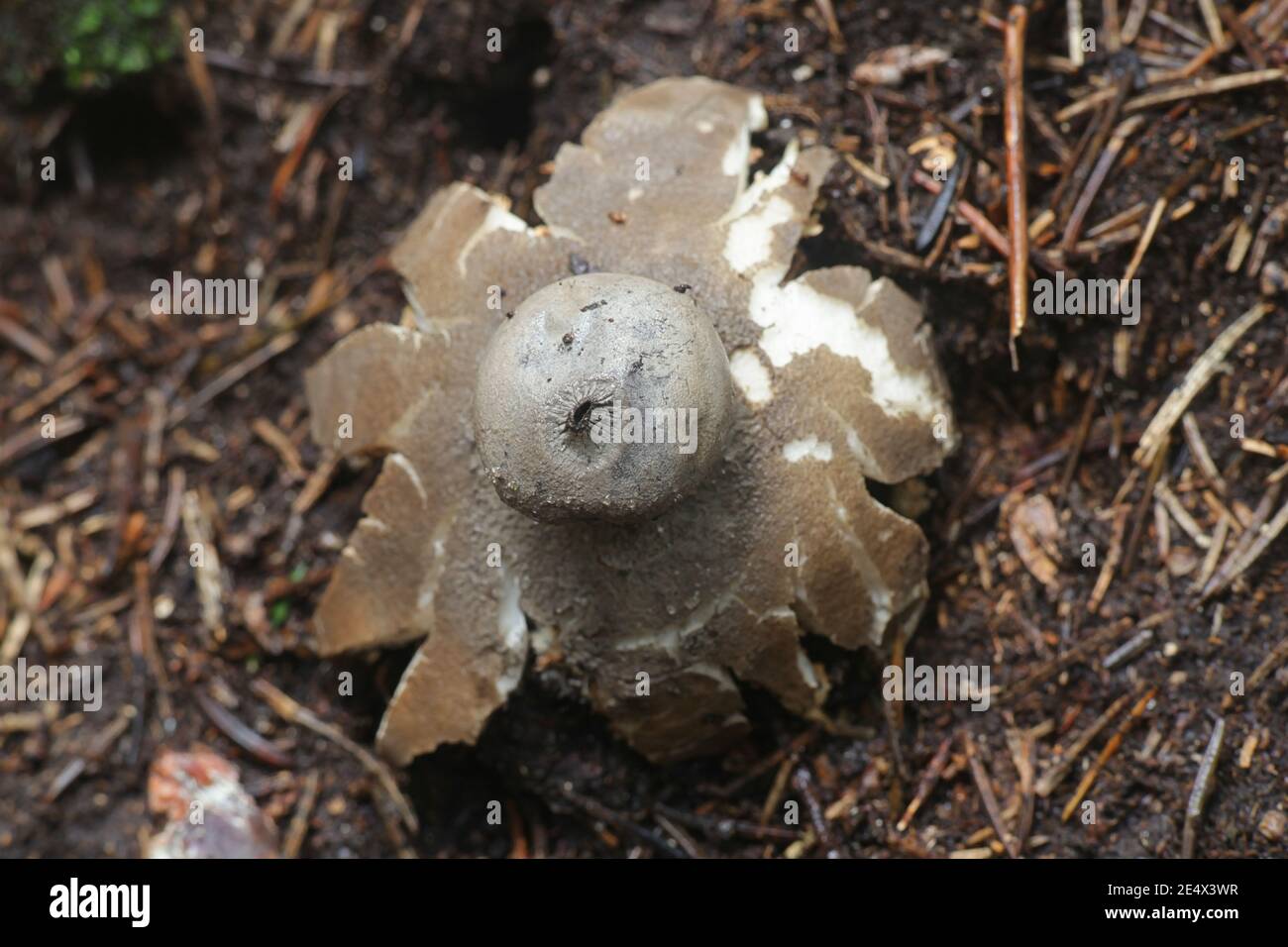Geastrum pectinatum, connue comme la becquée earthstar ou le béret, earthstar de Finlande aux champignons sauvages Banque D'Images