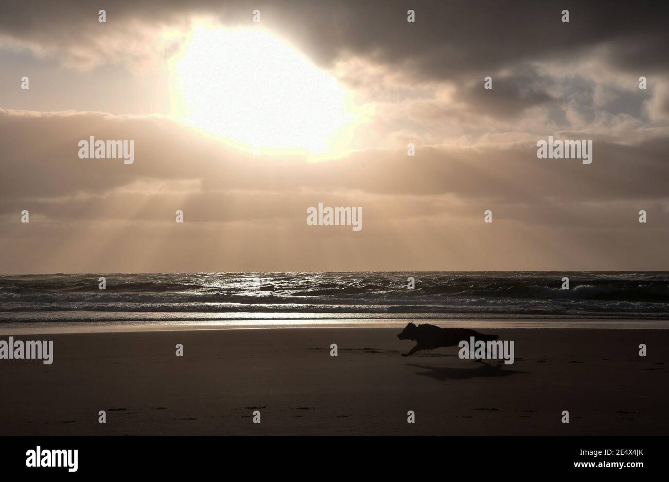 18 septembre 2020, Schleswig-Holstein, Rantum/Sylt: Un spectacle naturel de type spécial est le coucher de soleil quotidien sur la plage de Rantum sur l'île de vacances de Sylt. Sur la plage pour chiens, c'est aussi un très grand moment pour les animaux. Photo: Thomas Uhlemann/dpa-Zentralbild/ZB Banque D'Images