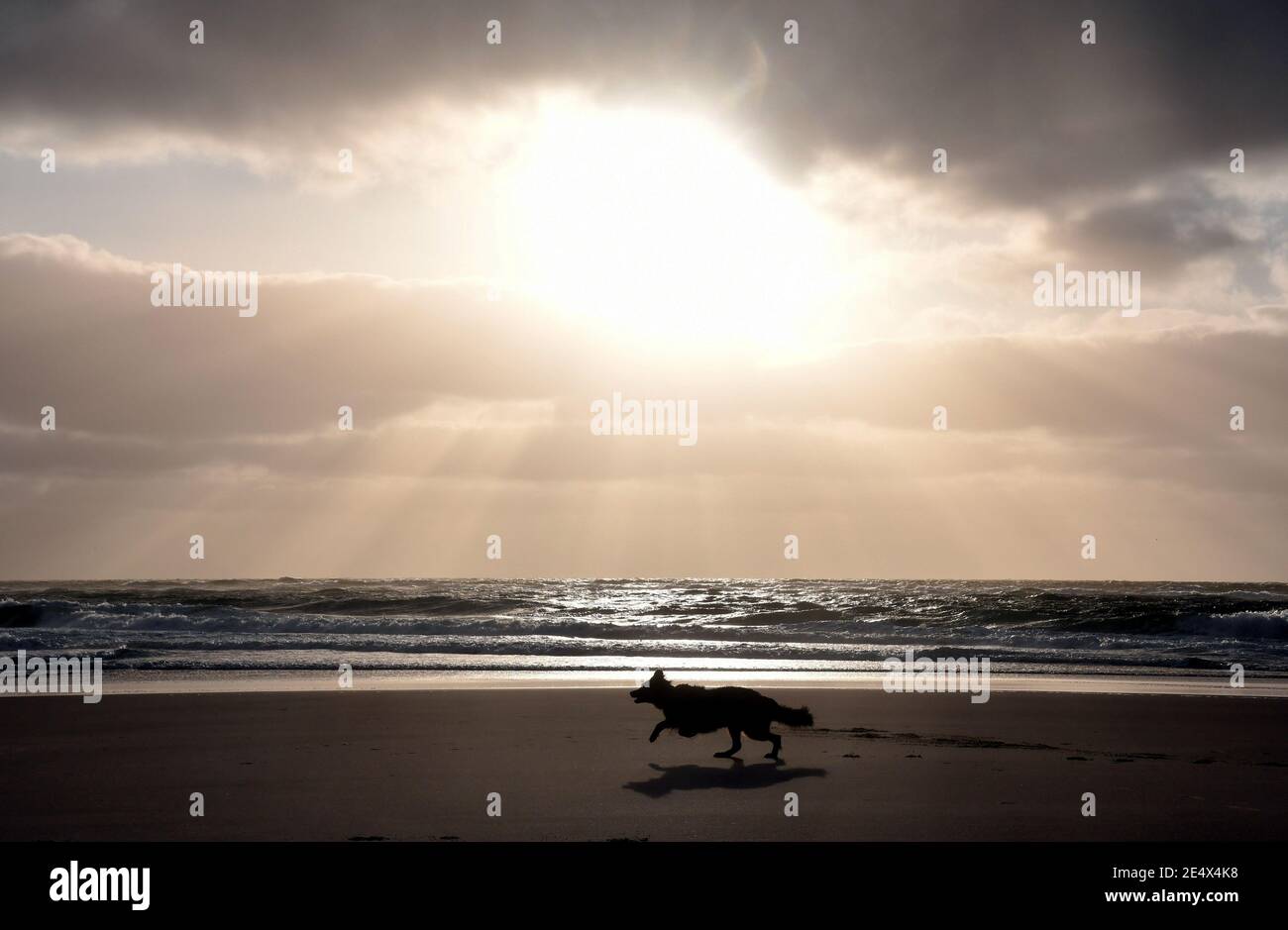 18 septembre 2020, Schleswig-Holstein, Rantum/Sylt: Un spectacle naturel de type spécial est le coucher de soleil quotidien sur la plage de Rantum sur l'île de vacances de Sylt. Sur la plage pour chiens, c'est aussi un très grand moment pour les animaux. Photo: Thomas Uhlemann/dpa-Zentralbild/ZB Banque D'Images