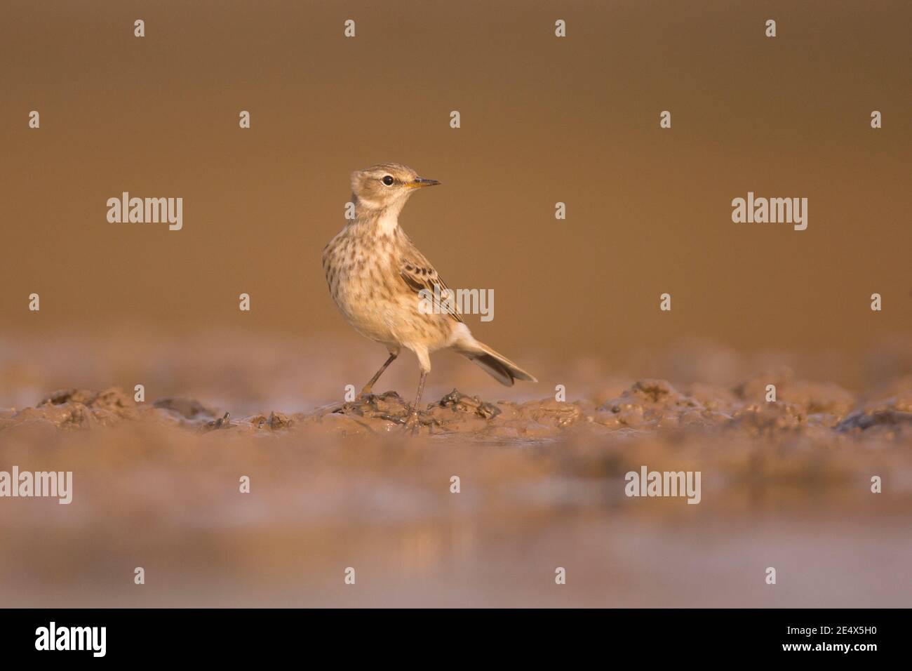 L'eau pipit (Anthus spinoletta) est un petit oiseau de passereau qui se reproduit dans les montagnes du sud de l'Europe et le Paléarctique vers l'est de la Chine. Banque D'Images