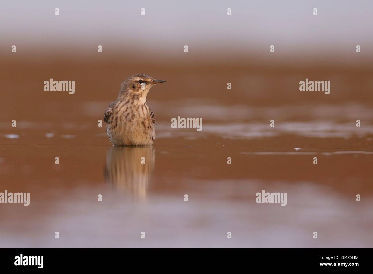 L'eau pipit (Anthus spinoletta) est un petit oiseau de passereau qui se reproduit dans les montagnes du sud de l'Europe et le Paléarctique vers l'est de la Chine. Banque D'Images