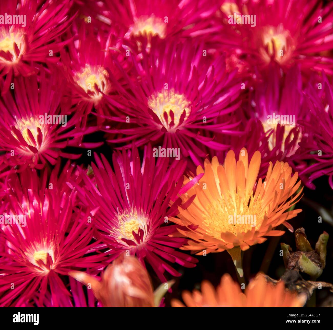 Fleurs roses et orange vif de Pigface (lampranthus glaucus), succulentes australiennes indigènes. Jardin privé, Bush-Tucker. Queensland, Australie. Banque D'Images