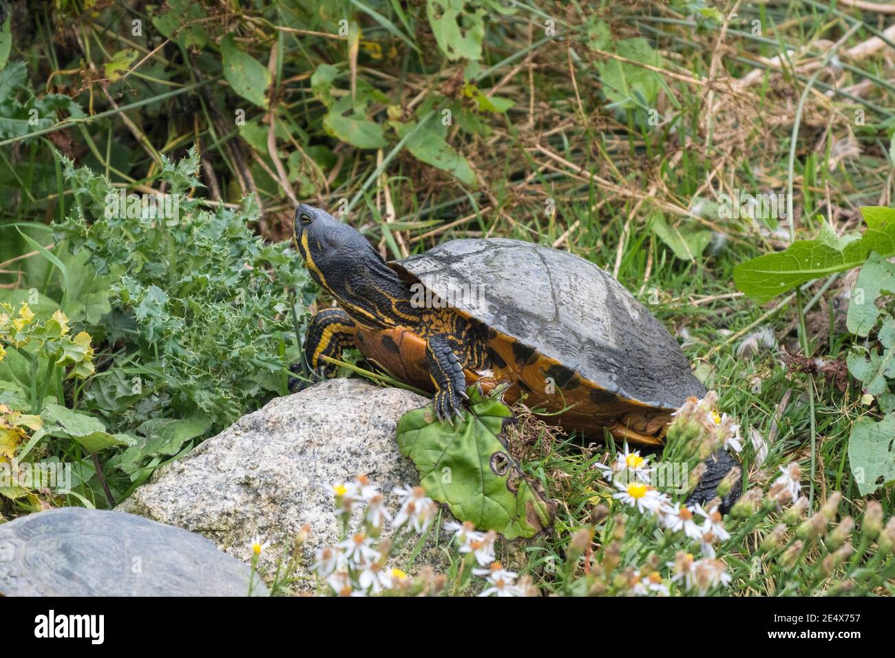 Un terrapin à glissement laissé jaune abandonné libéré dans la campagne dans les Cornouailles Trachemys scripta scripta. Banque D'Images