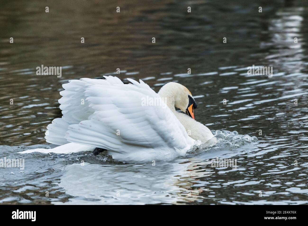 A Mute Swan - Cygnus olor - montrant une posture agressive sur un lac. Banque D'Images