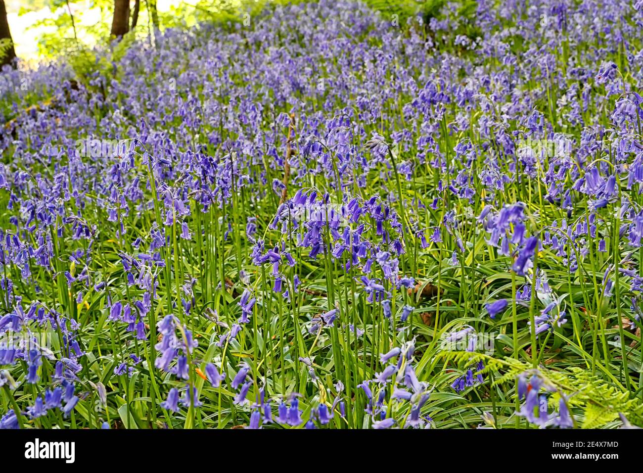 Bluebell commun (jacinthoides non-scripta) Culture dans les bois indigènes des îles britanniques Banque D'Images