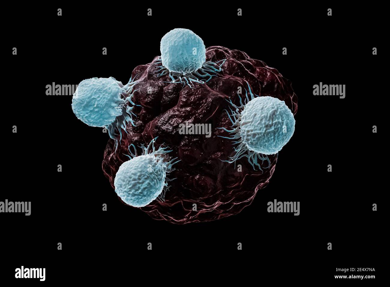Globules blancs, lymphocytes T ou tueurs naturels T attaque une illustration de rendu 3D de cellules cancéreuses ou infectées isolée sur fond noir. Scie Banque D'Images