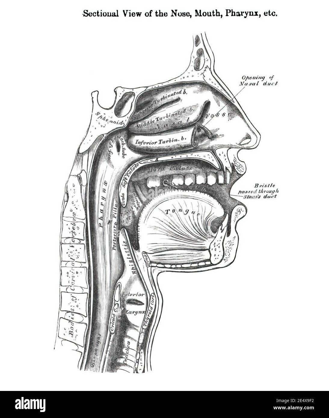 Vue verticale en coupe de la bouche du nez et du pharynx - d'un manuel d'anatomie du xixe siècle Banque D'Images