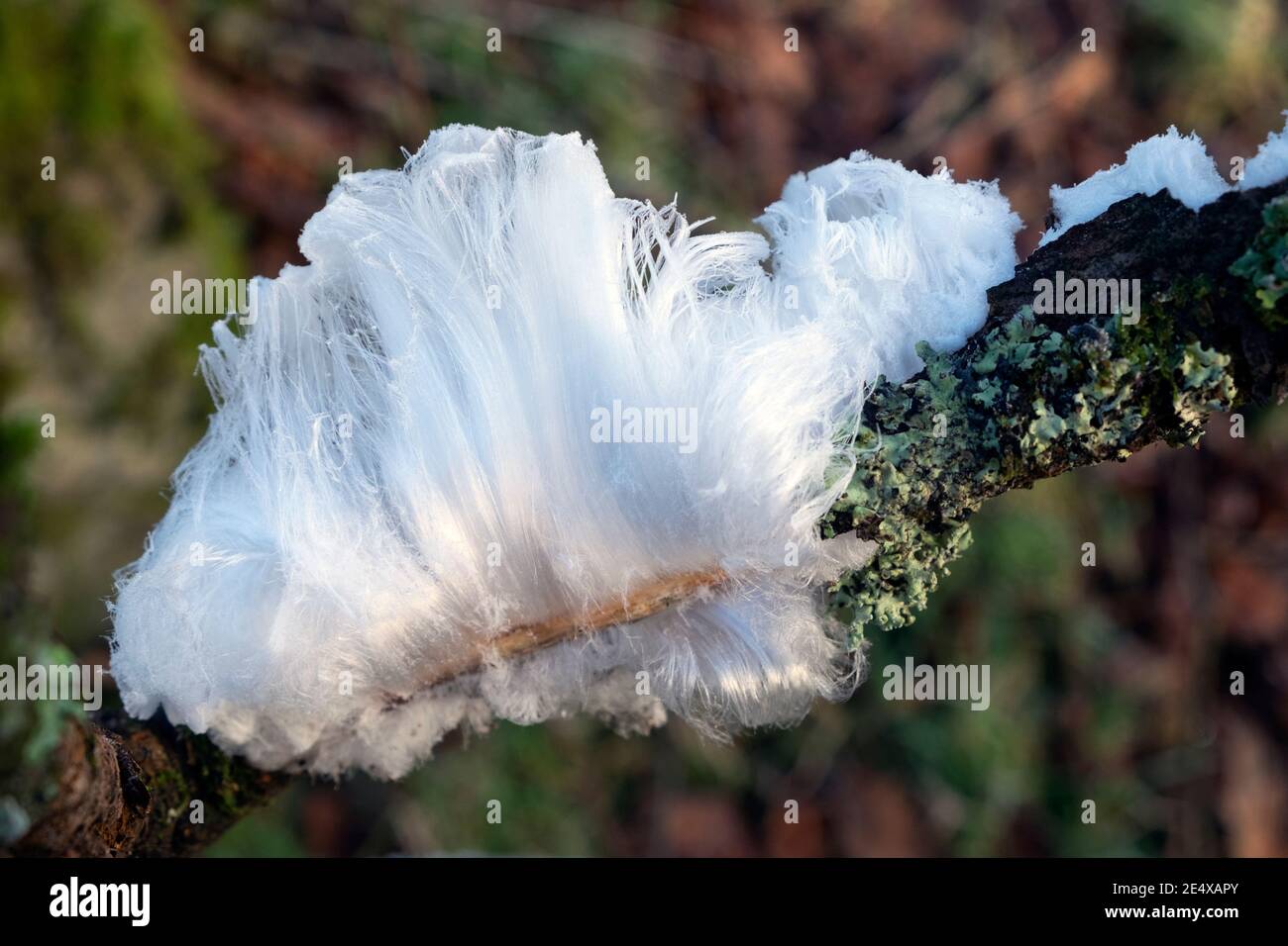 Glace de cheveux blancs sur bâton avec champignon croissant lichen vert dans le gel d'hiver le jour glacial en janvier 2021 Carmarthenshire West Wales UK KATHY DEWITT Banque D'Images