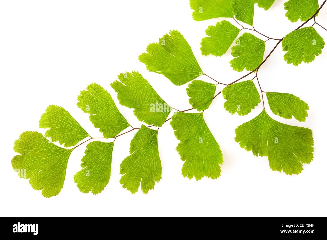 Branche de la fougère de Maidenhair (Adiantum capillus-veneris) isolée sur blanc Banque D'Images