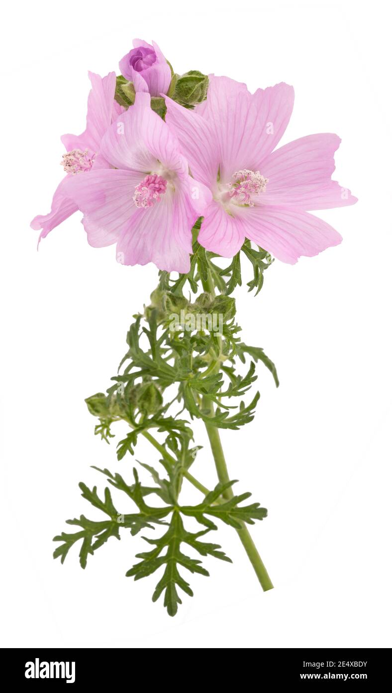 Fleurs de mousche plus grandes isolées sur fond blanc Banque D'Images