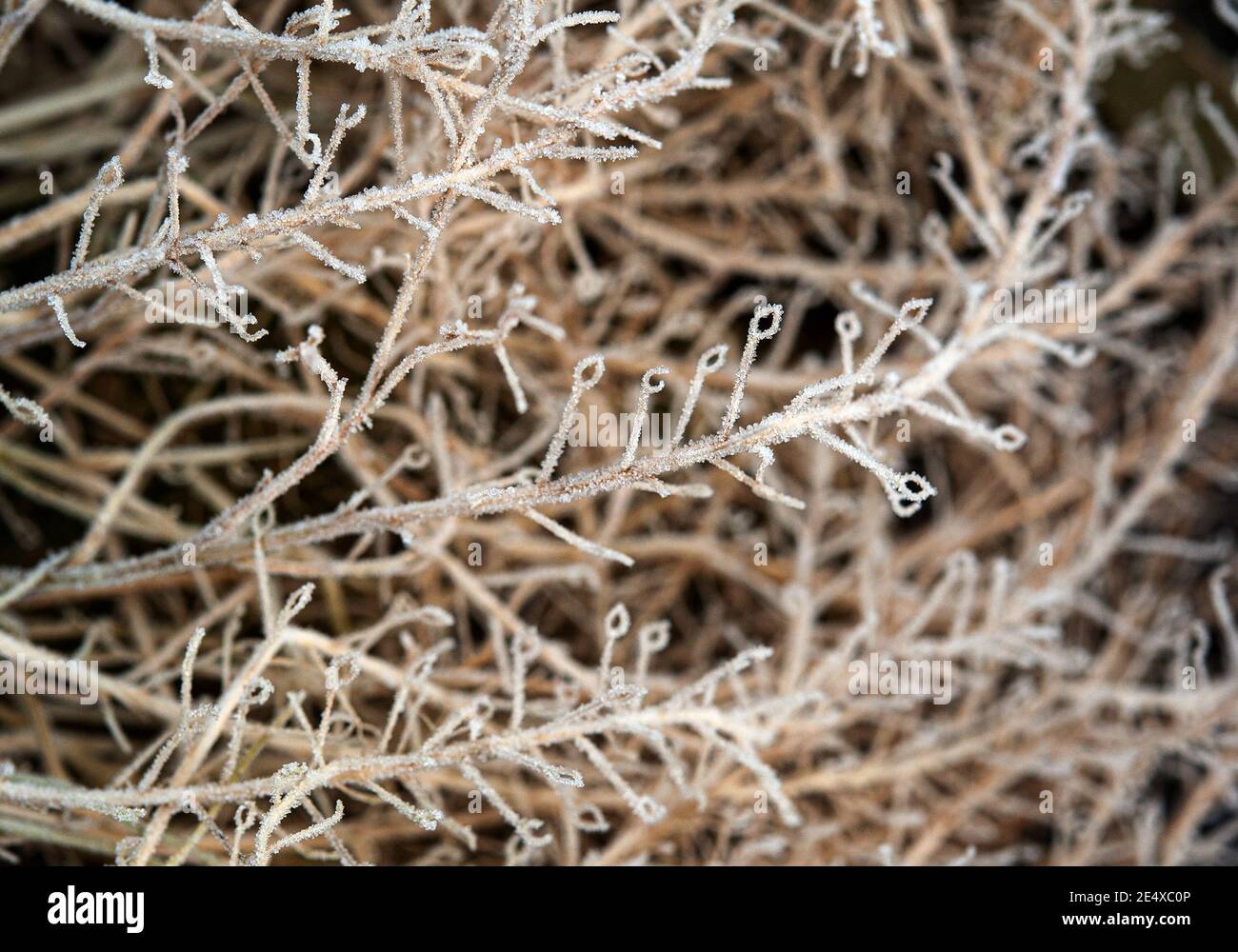 Gros plan de l'alyssum en hiver avec du gel Banque D'Images