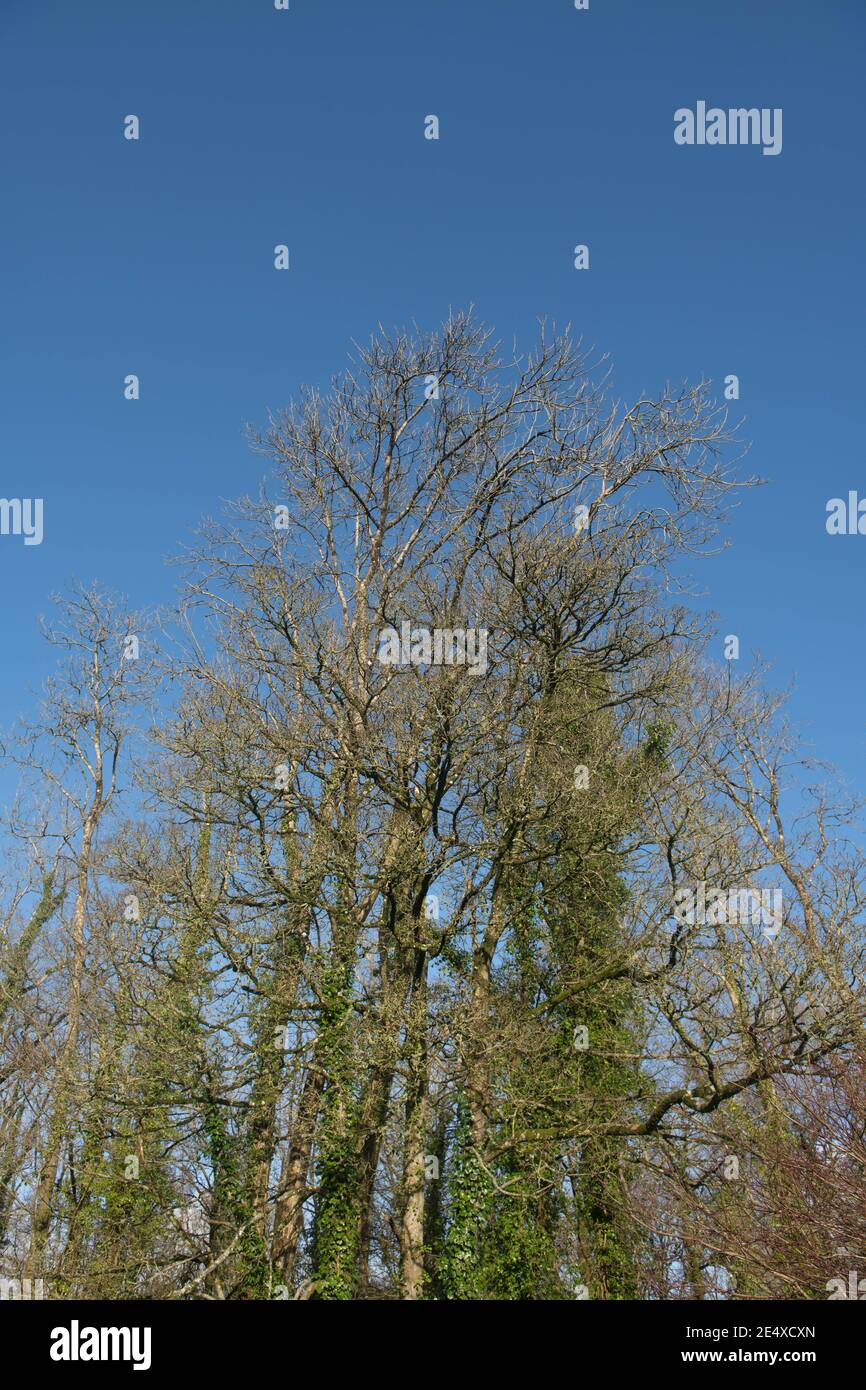Paysage forestier d'hiver des Ash (Fraxinus excelsior) avec un ciel bleu brillant en pleine croissance dans une forêt rurale à Devon, Angleterre, Royaume-Uni Banque D'Images