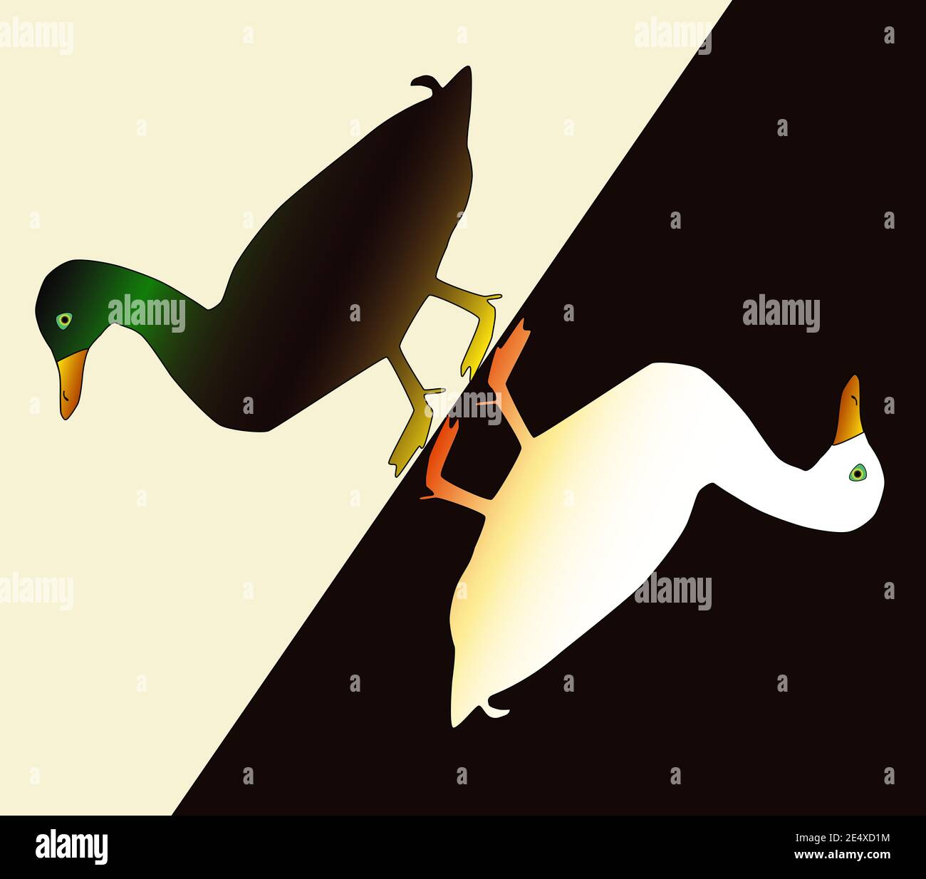 Duck and drake sur différents arrière-plans, illustration art déco Banque D'Images
