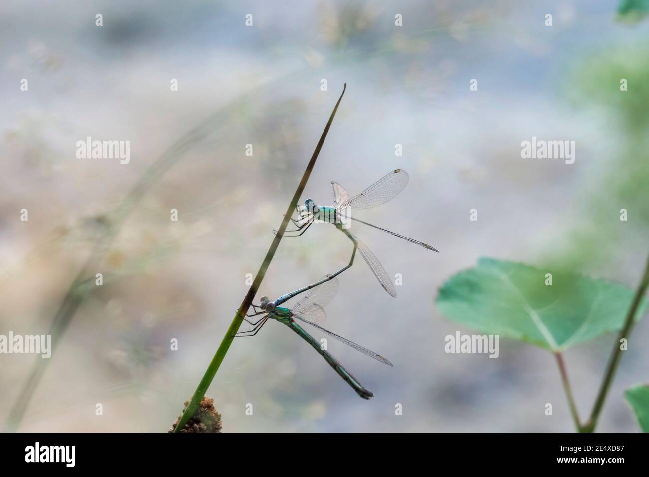 Chalcolestes viridis, anciennement Lestes viridis, est un damselfly de la famille des Lestidae. , photo magnifique Banque D'Images