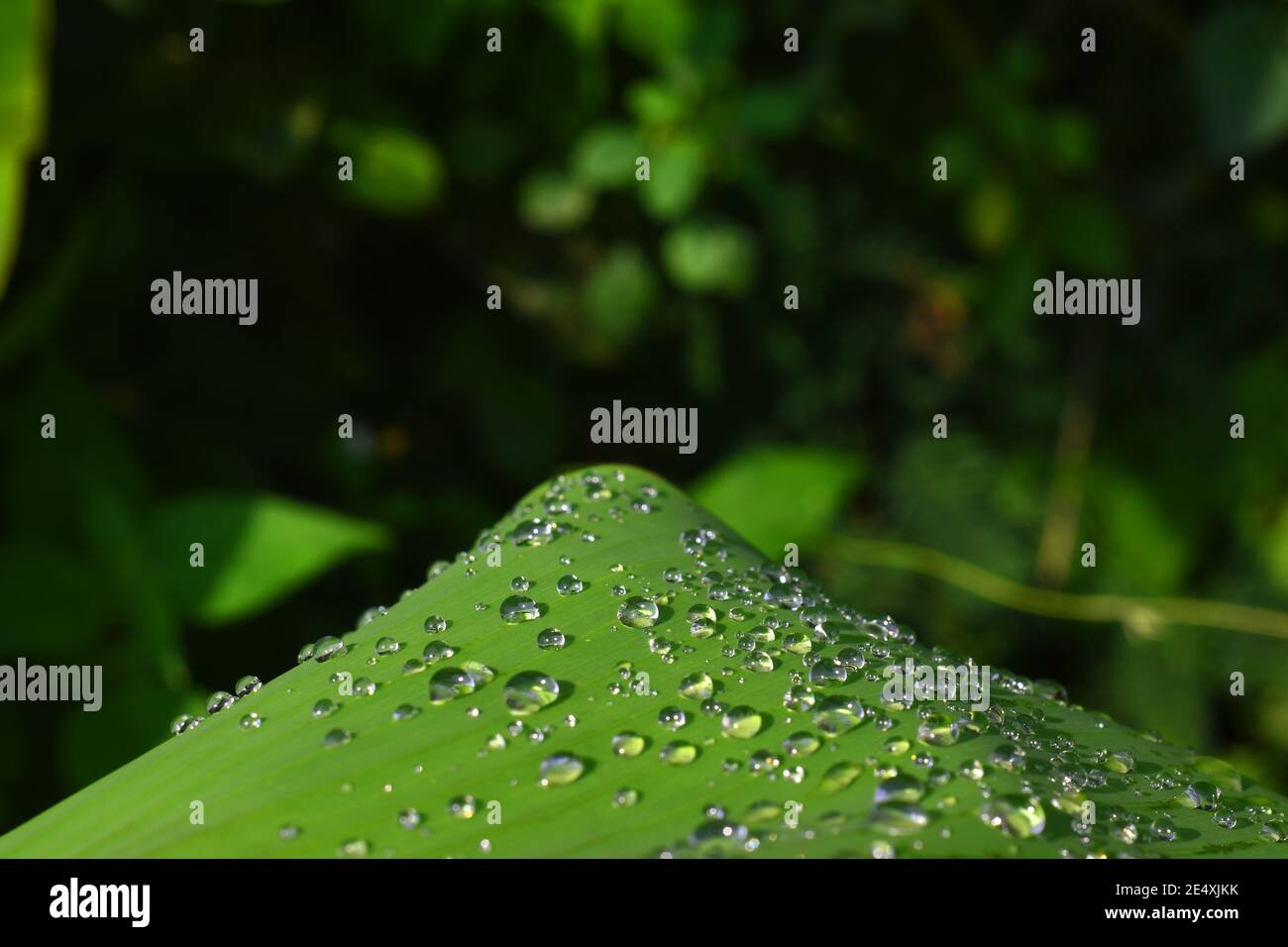 Gouttelettes d'eau sur la feuille de banane Banque D'Images