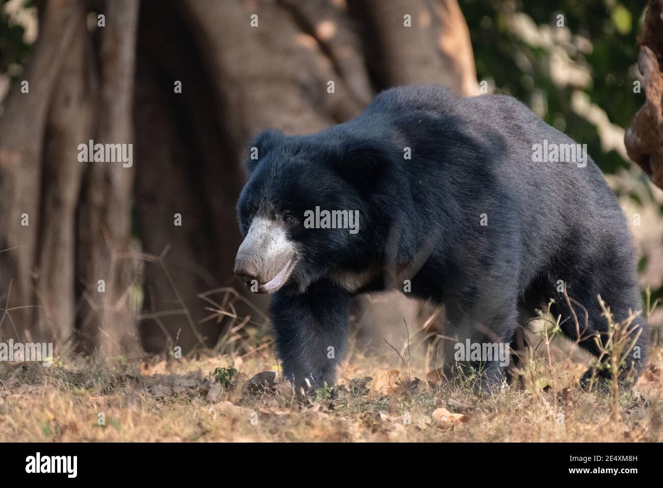 Un grand ours de Seth adulte (Melursus ursinus), se promènait dans les forêts de la réserve de tigres de Ranthambore au Rajasthan, en Inde. Banque D'Images