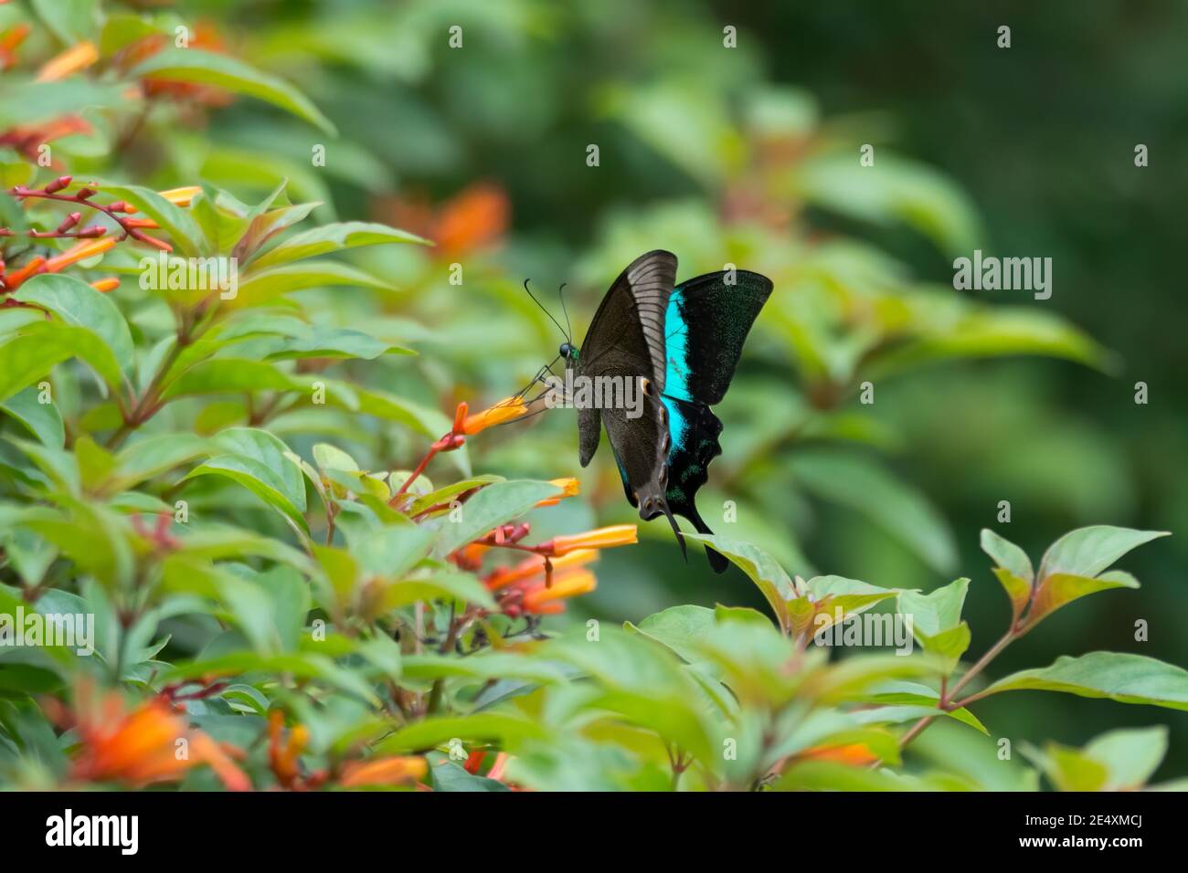 Vue latérale d'un magnifique papillon de paon malabar Banded (Bouddha Papilio), reposant sur quelques fleurs d'orange dans le jardin. Banque D'Images