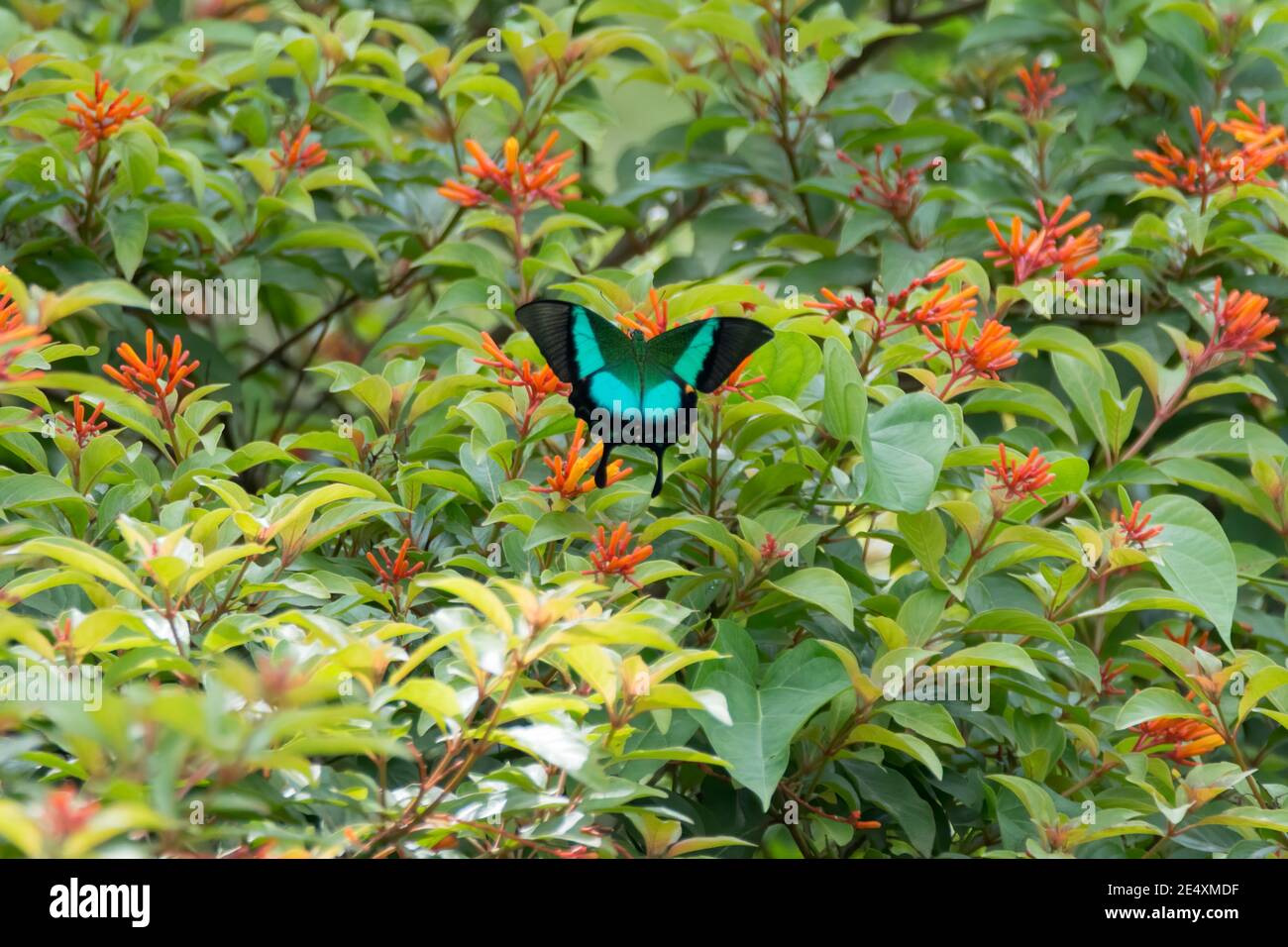 Un beau papillon de paon bandé Malabar (Bouddha de Papilio), reposant sur quelques fleurs d'orange dans le jardin. Banque D'Images