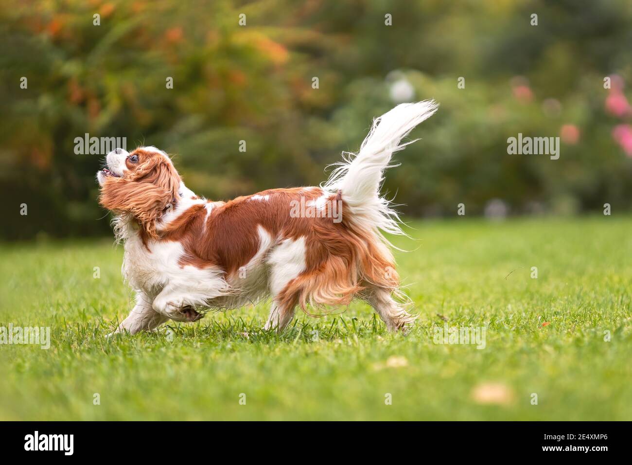 Jeune cavalier King charles chien spaniel marchant sur l'herbe verte dans la nature. Banque D'Images Jeune cavalier King charles chien spaniel marchant sur l'herbe verte dans la nature. Banque D'Images