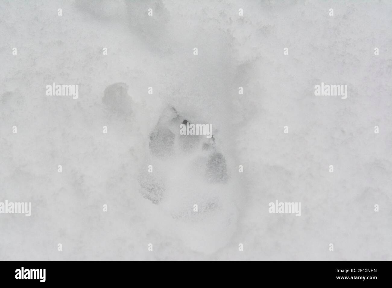 Les pattes d'un renard roux (Vulpes vulpes) dans la neige Banque D'Images