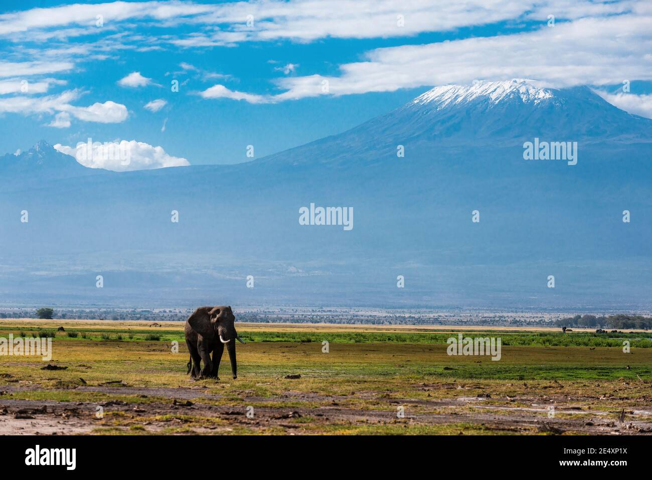 Faune kenyane Banque D'Images