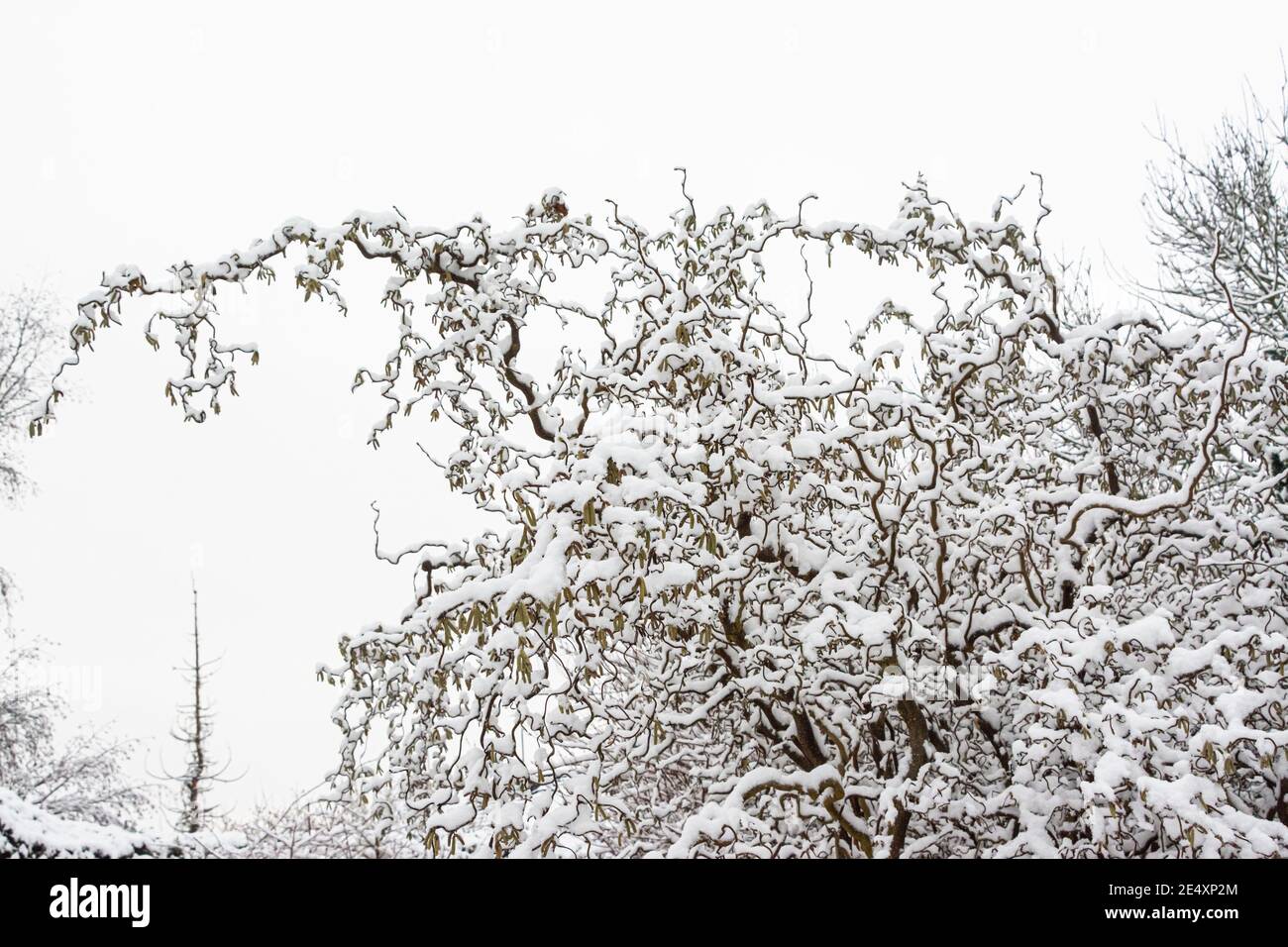 Les branches d'un noisette (Corylus avellana 'contorta') couvert de neige Banque D'Images