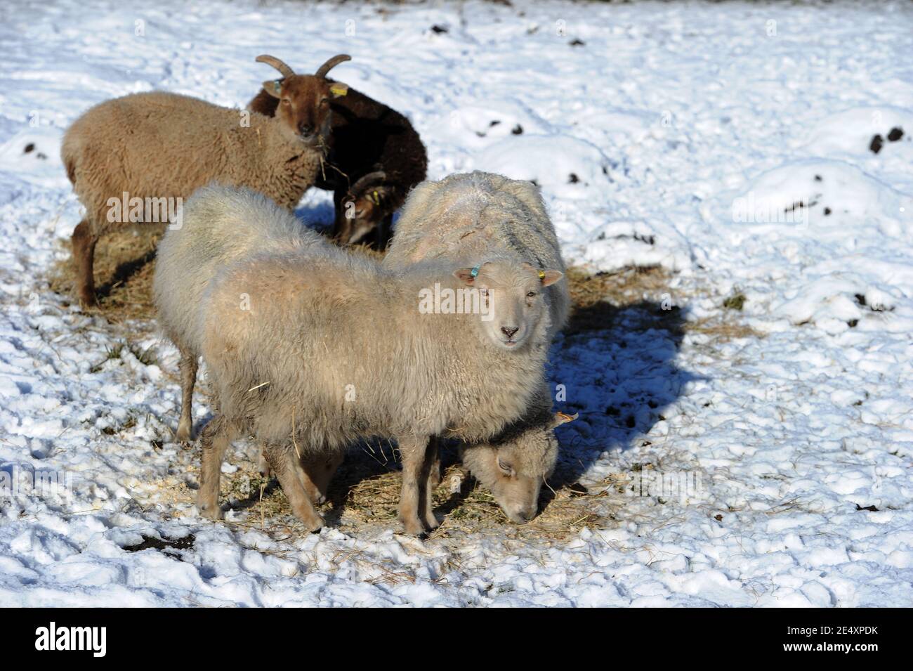 Bury, Grand Manchester, Angleterre, 25 janvier 2021. Un petit troupeau de moutons s'entache dans du foin frais dans les champs enneigés autour du village d'Affestide, Bury, alors que le nord-ouest de l'Angleterre se réveillait sur une couverture de neige fraîche pour commencer la nouvelle semaine. Crédit: Paul Heyes/ Alamy Live News Banque D'Images