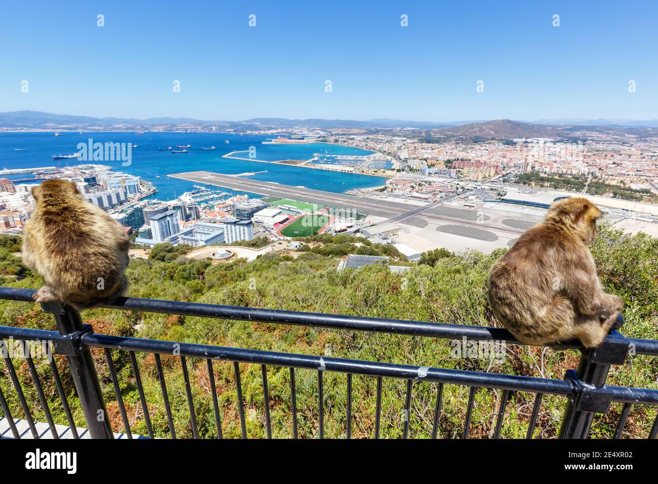 Gibraltar - 29 juillet 2018 : macaque APE Monkey on the Rock à l'aéroport de Gibraltar (GIB). Banque D'Images