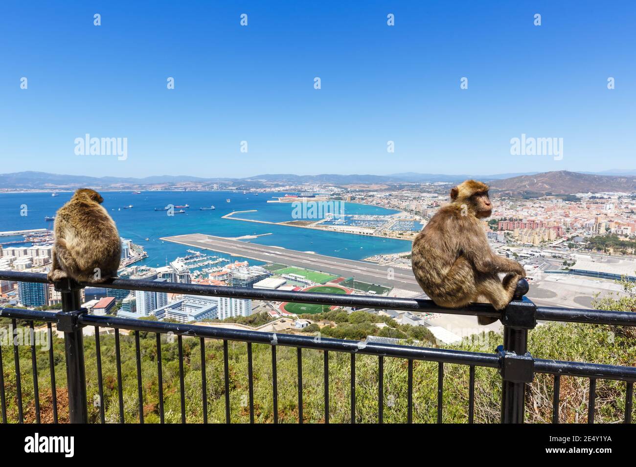 Gibraltar – 29 juillet 2018 : macaques singes sur le rocher à l'aéroport de Gibraltar (GIB). Banque D'Images