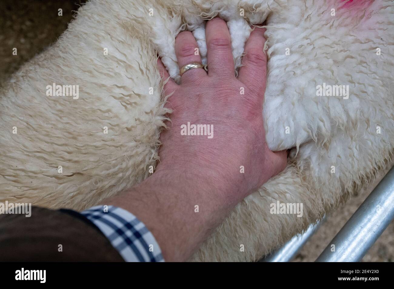 Fermier sentant le dos d'un mouton pour vérifier sa forme. Co. Durham, Royaume-Uni. Banque D'Images