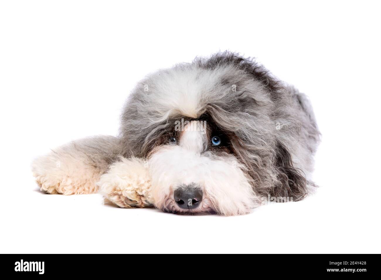 Chien de Sheepadoodle devant un fond blanc Banque D'Images