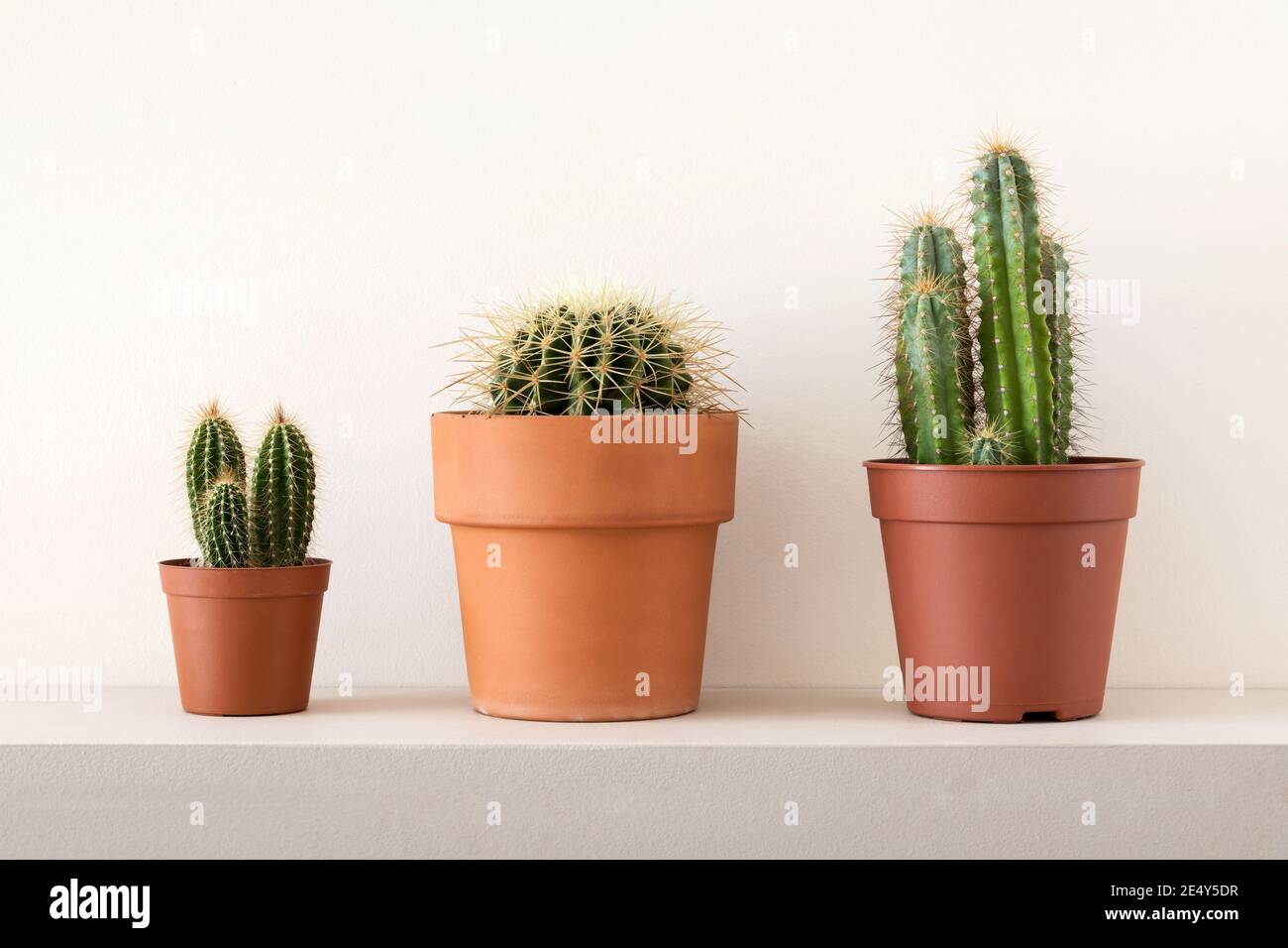 Décoration d'intérieur de cactus verts dans des pots bruns composés sur tablette grise sur le mur blanc Banque D'Images