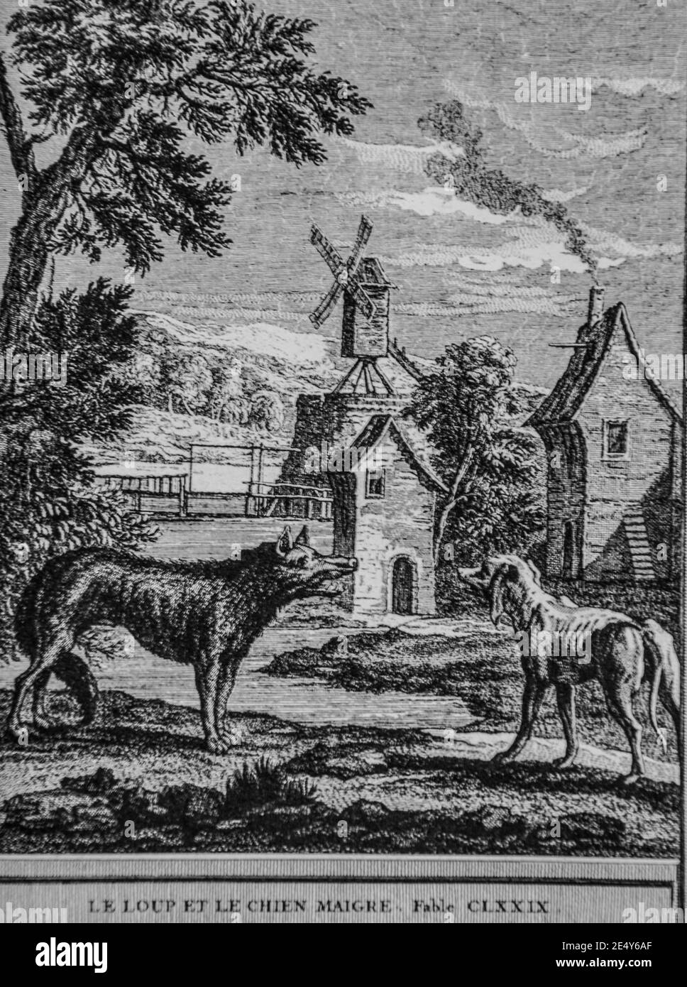 Dessin Le Loup Et Le Chien le loup et le chien mai, fables de la fontaine, éditeur talan,dier 1904, dessin de j.b.oudry Photo Stock - Alamy