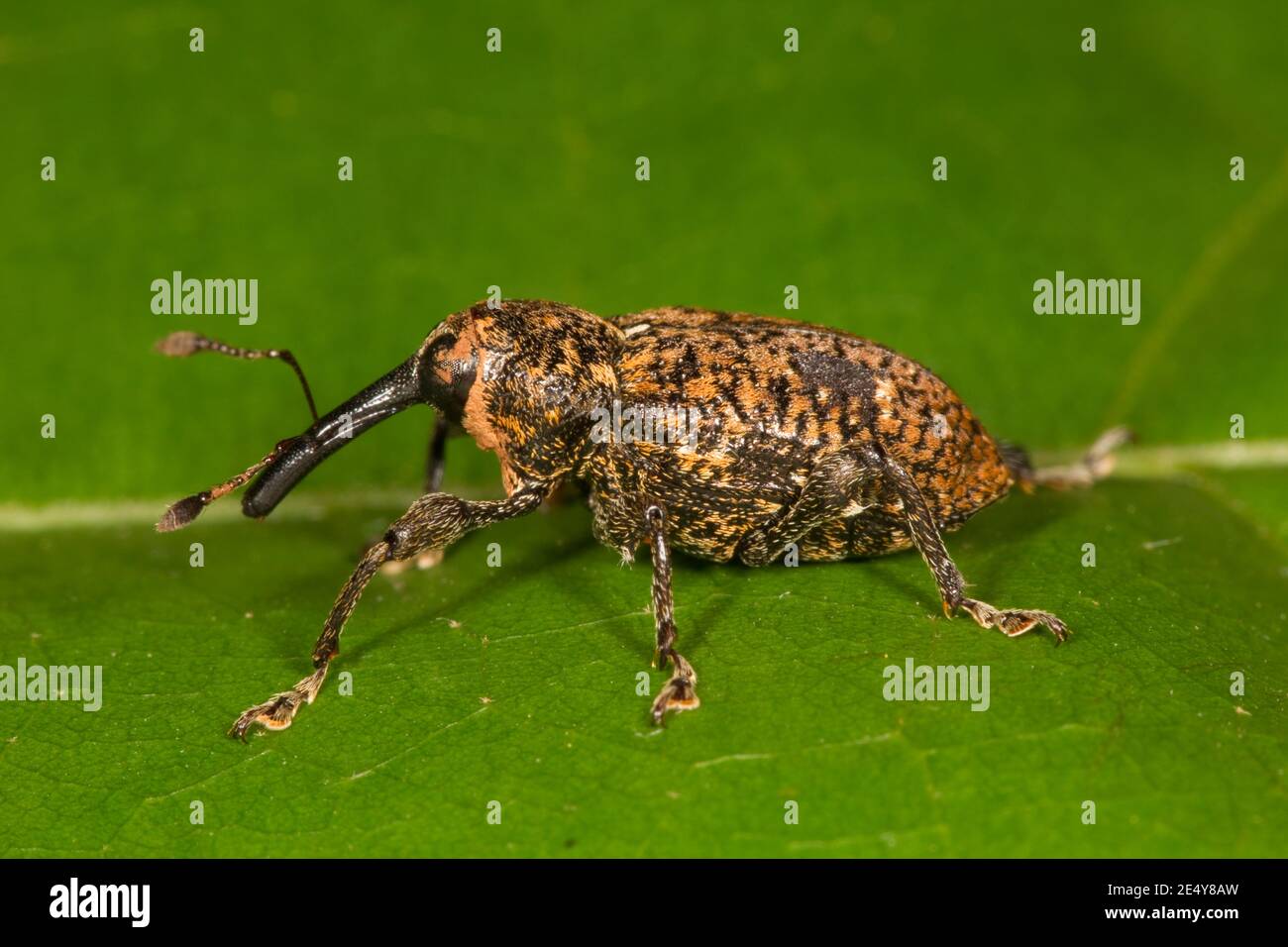Weevidae non identifié, Curculionidae. Banque D'Images