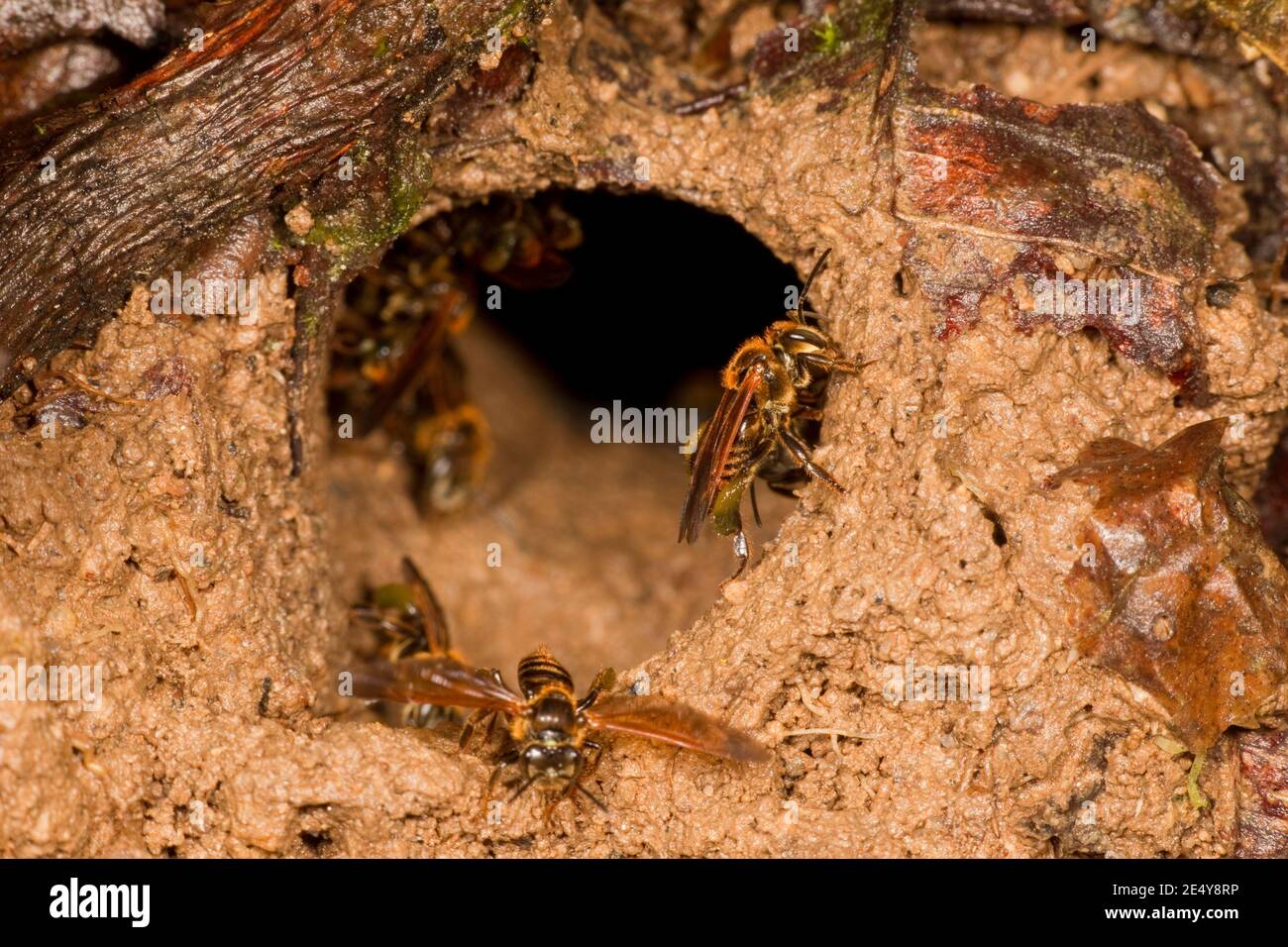 Nid d'abeille non identifié, Apidae. Banque D'Images