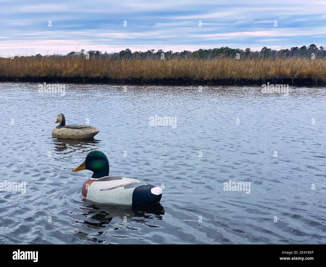 faux canard utilisé pour le sport de chasse Banque D'Images
