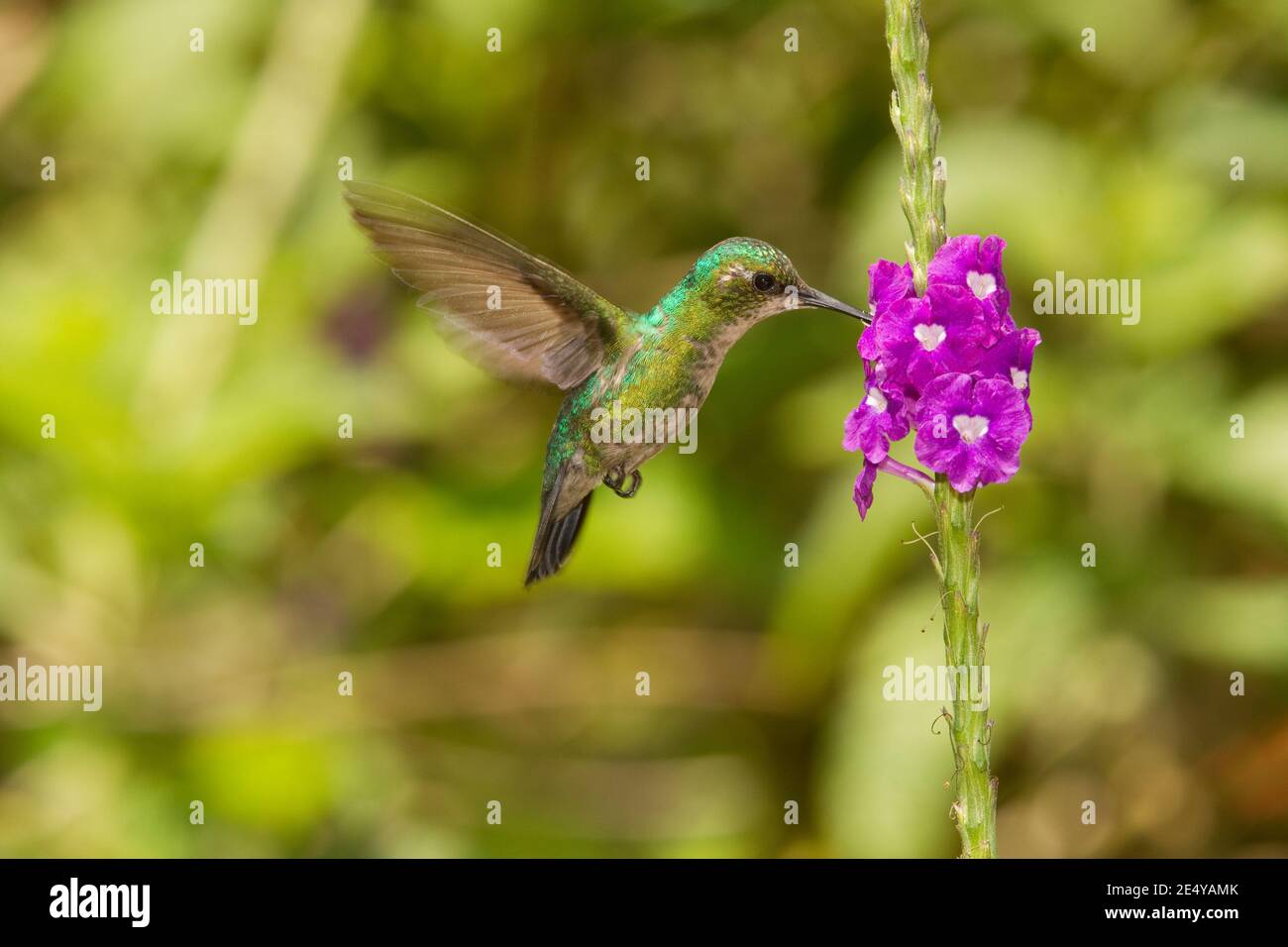 Le jeune homme émeraude à queue bleue, Chlorostilbon mellisugus, se nourrissant à la fleur de verveine. Banque D'Images