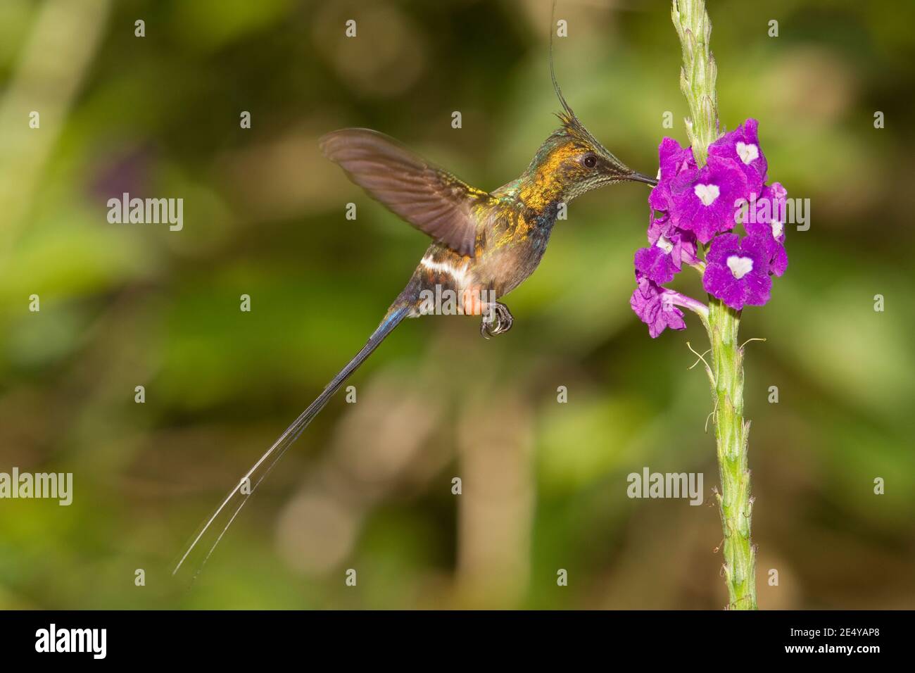 Mâle de queue de Thorntail à crasure de fil, Discosura popellairii, se nourrissant à la fleur de verveine. Banque D'Images