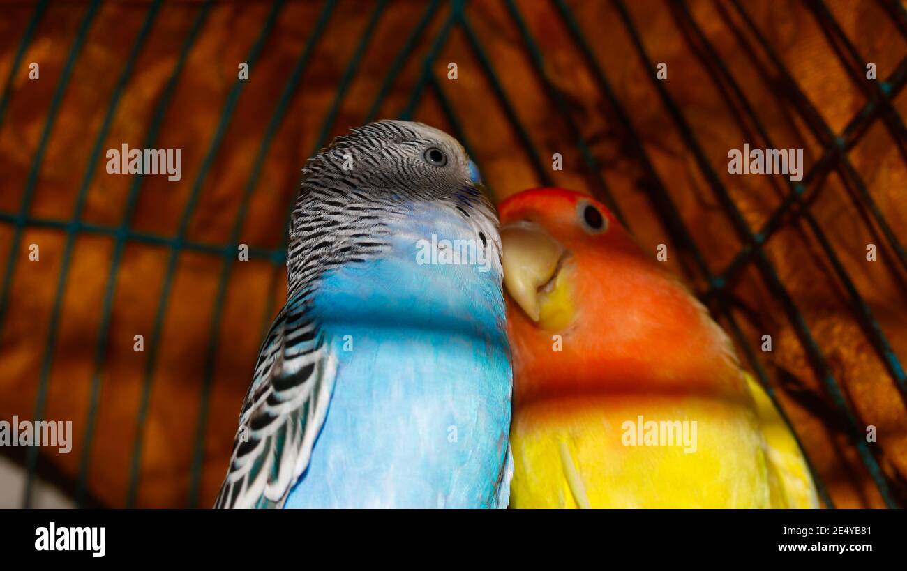 Des oiseaux de cage colorés jouant les uns avec les autres Banque D'Images