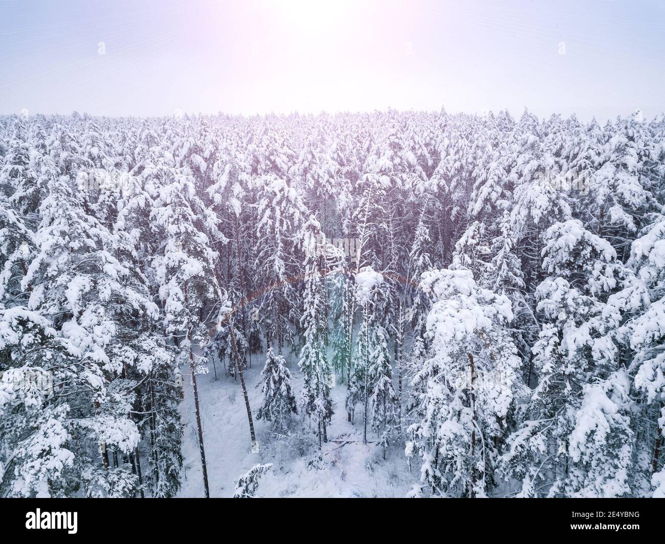 Vue sur les drones d'une belle forêt de conifères enneigée de conte de fées. Magnifique paysage d'hiver Banque D'Images