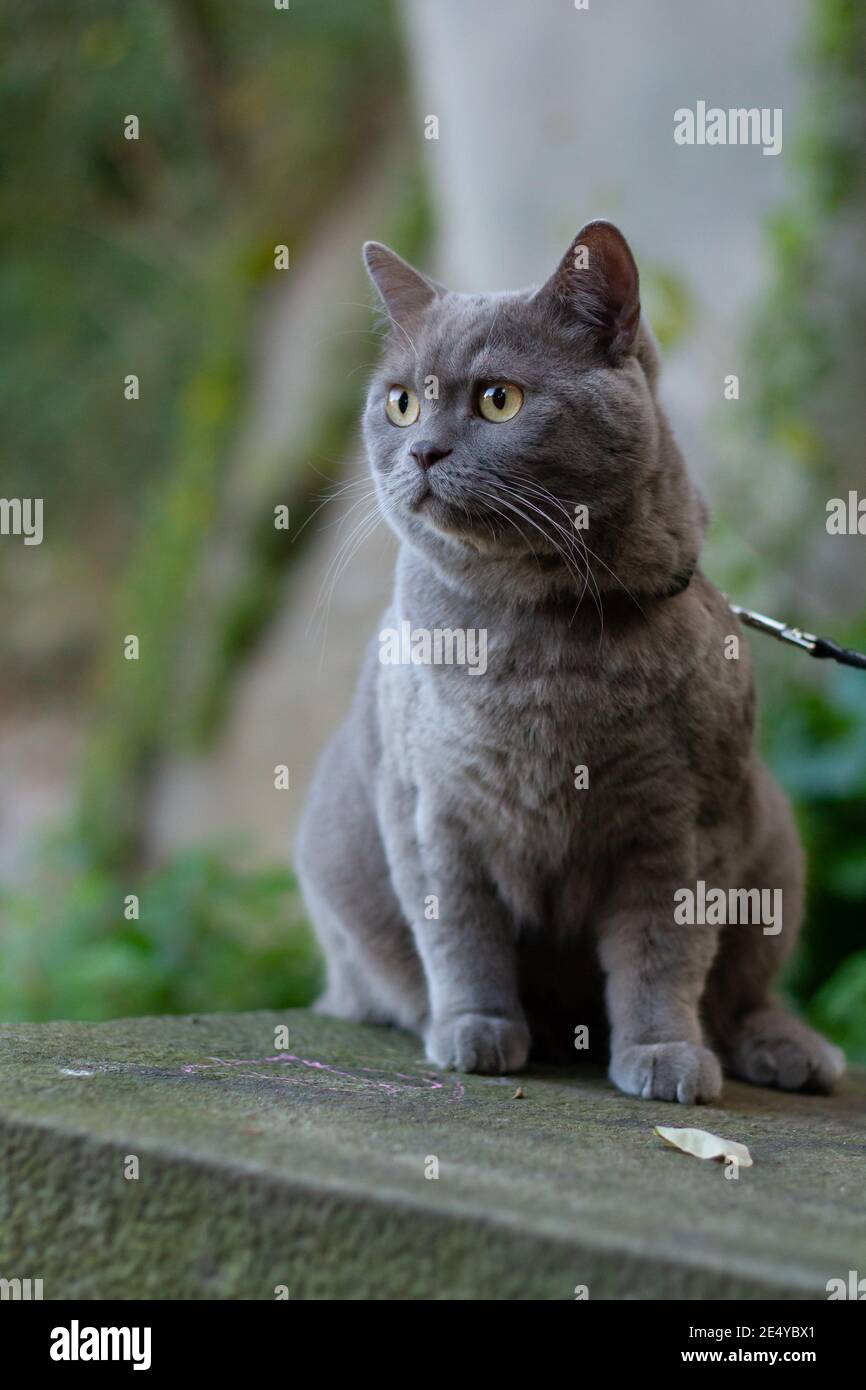 Gros Plan Vertical Selectif D Un Chat Gris A Poil Court Britannique Photo Stock Alamy