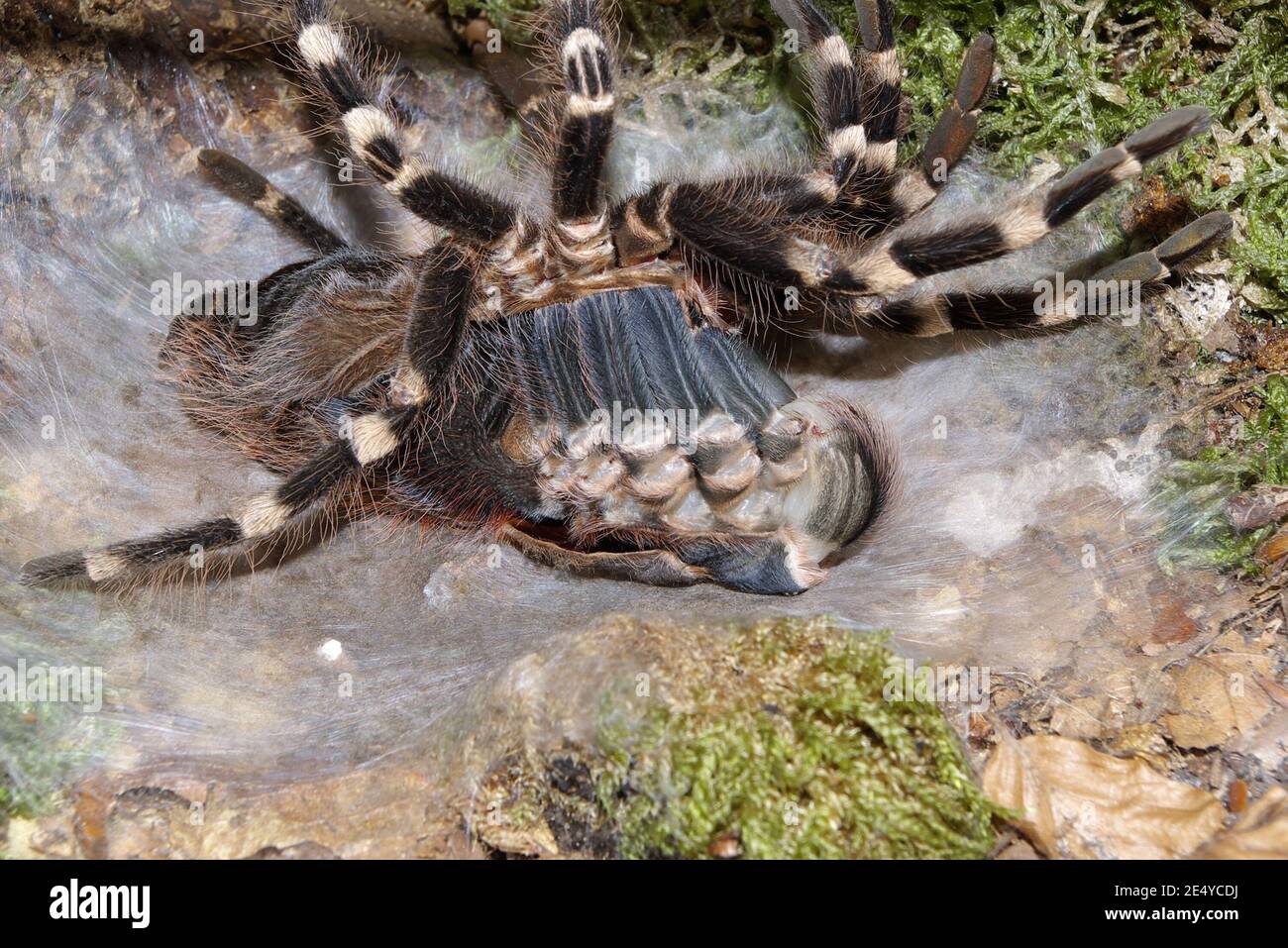 Acanthoscurria geniculata, labelette brésilienne tarantula, Weißknie-Vogelspinne, Häutung, skinning Banque D'Images