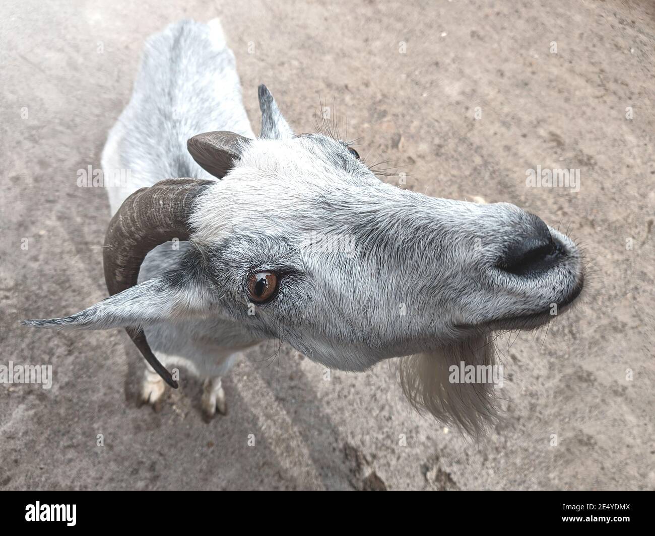 la chèvre regarde la caméra. ferme et concept d'agriculture. Banque D'Images